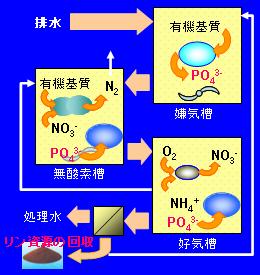 bio-P